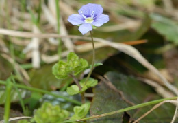 Veronica filiformis, Véronique filiforme