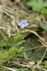 Veronica filiformis, Véronique filiforme