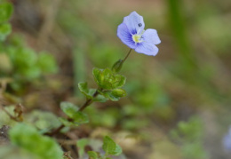 Veronica filiformis, Véronique filiforme