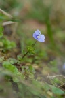 Veronica filiformis, Véronique filiforme