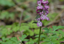 Corydalis cava, Corydale creuse