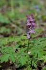 Corydalis cava, Corydale creuse