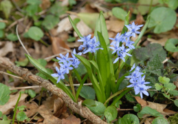 Scilla bifolia, Scille à deux feuilles