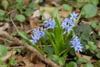 Scilla bifolia, Scille à deux feuilles