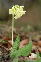 Primula elatior, Primevère élevée