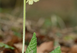 Primula elatior, Primevère élevée