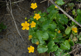 Caltha palustris, Populage