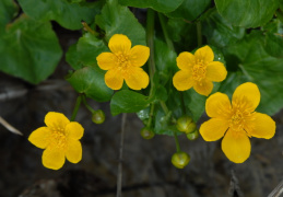 Caltha palustris, Populage