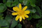 Ranunculus ficaria, Ficaire