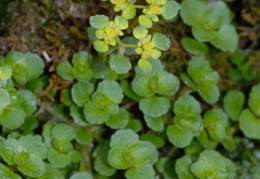 Chrysosplenium oppositifolium, Dorine à feuilles opposées