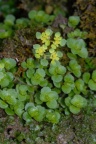 Chrysosplenium oppositifolium, Dorine à feuilles opposées