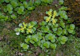 Chrysosplenium oppositifolium, Dorine à feuilles opposées