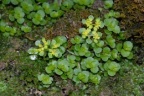 Chrysosplenium oppositifolium, Dorine à feuilles opposées