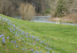 Scilla bifolia, Scille à deux feuilles