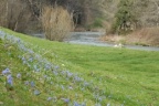 Scilla bifolia, Scille à deux feuilles