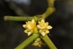 Viscum album, Gui