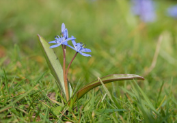 Scilla bifolia, Scille à deux feuilles