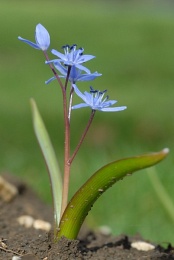 Scilla bifolia, Scille à deux feuilles