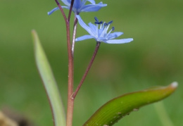 Scilla bifolia, Scille à deux feuilles