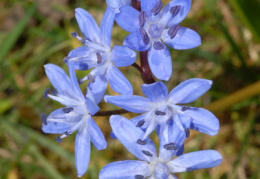 Scilla bifolia, Scille à deux feuilles