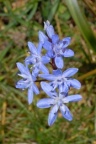 Scilla bifolia, Scille à deux feuilles