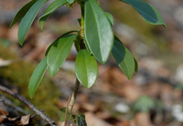 Daphne laureola, Daphné lauréole