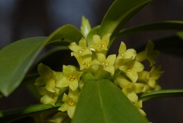 Daphne laureola, Daphné lauréole