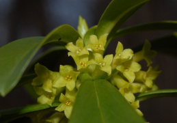 Daphne laureola, Daphné lauréole