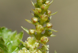 Ribes alpinum, Groseillier des Alpes