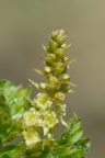 Ribes alpinum, Groseillier des Alpes