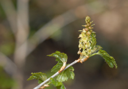 Ribes alpinum, Groseillier des Alpes