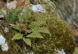 Asplenium fontanum, Capillaire des sources