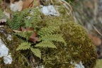 Asplenium fontanum, Capillaire des sources