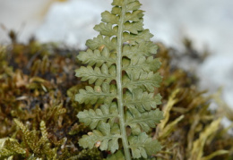 Asplenium fontanum, Capillaire des sources