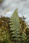 Asplenium fontanum, Capillaire des sources
