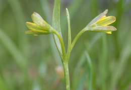 Gagea lutea, Gagée commune