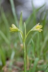 Gagea lutea, Gagée commune