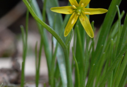 Gagea lutea, Gagée commune