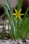 Gagea lutea, Gagée commune