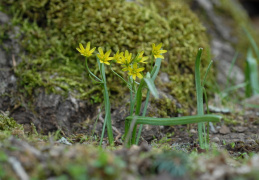 Gagea lutea, Gagée commune