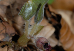 Asarum europaeum, Asaret d'Europe