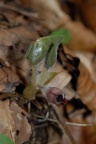 Asarum europaeum, Asaret d'Europe