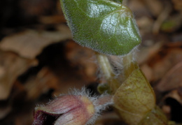 Asarum europaeum, Asaret d'Europe