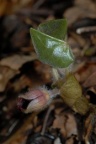 Asarum europaeum, Asaret d'Europe