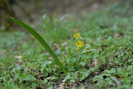 Gagea lutea, Gagée commune