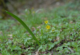 Gagea lutea, Gagée commune