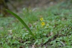 Gagea lutea, Gagée commune