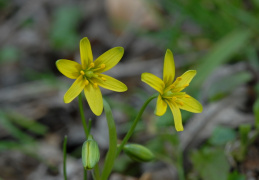 Gagea lutea, Gagée commune