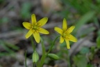 Gagea lutea, Gagée commune