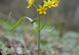 Gagea lutea, Gagée commune